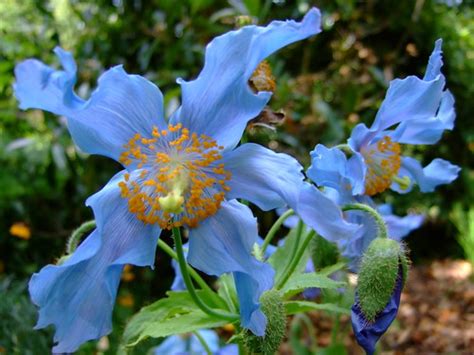 Meconopsis Betonicifolia Yewchan Flickr