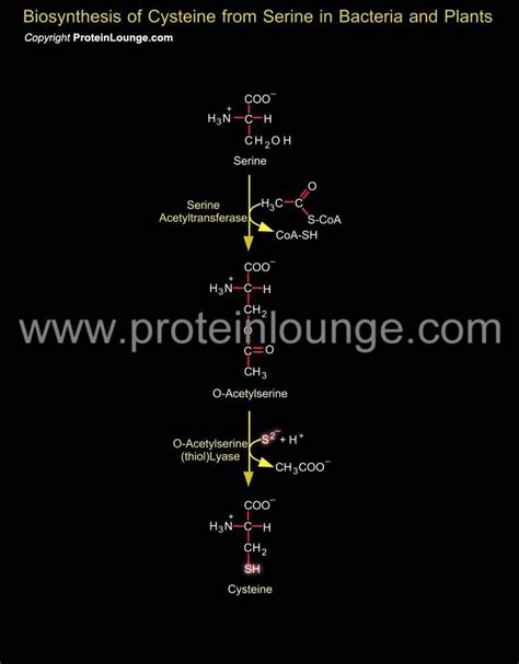 Biological Databases and Tools - Biosynthesis of Cysteine from Serine ...