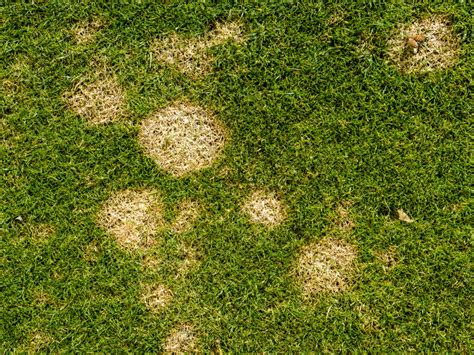 How To Identify Treat Prevent Common Lawn Diseases Joondalup Turf Farm