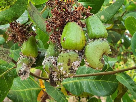 Angkor Green - វត្តមានចៃស កំពុងផ្ទុះខ្លាំងលើដំណាំចន្ទី