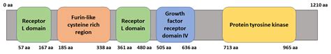 EGFR (Epidermal Growth Factor Receptor)