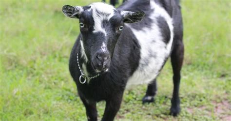 Eye Problems And Infections In Goats Jaguza Farm Support