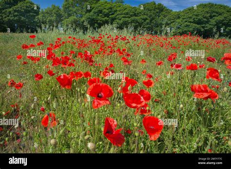 Poppies Rewilding Hi Res Stock Photography And Images Alamy