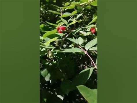 Ягоды в форме сердечек. Жимолость Стендиша. Отправить - YouTube