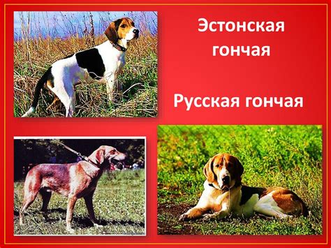Четвероногие друзья - презентация онлайн