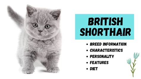 The British Shorthair Cat Breed Information - Pets Beast