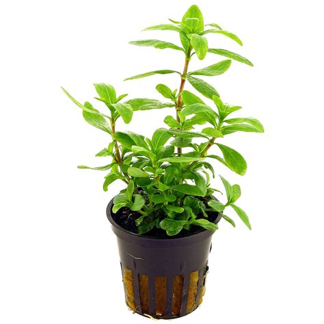 Hygrophila polysperma | Aquasabi - Aquascaping Shop