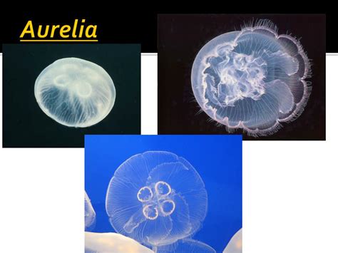 Ppt Sponges And Cnidarians Powerpoint Presentation Free Download