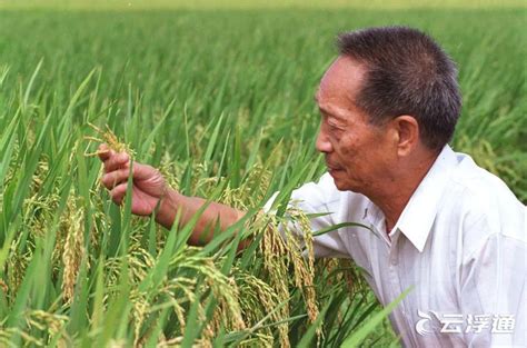 世界粮食日丨袁隆平的禾下乘凉梦已经实现