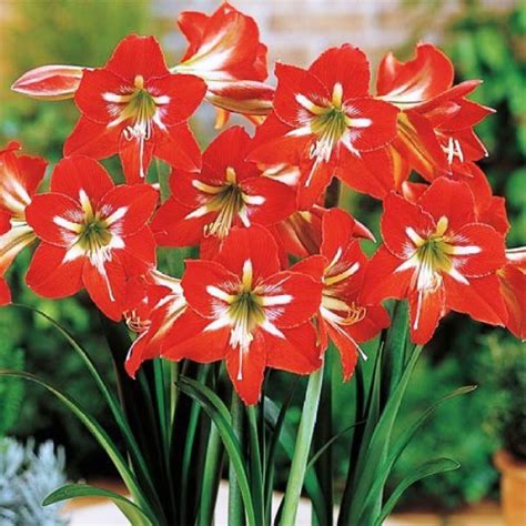 Amaryllis Lily Flower Bulbs Best Flower Site