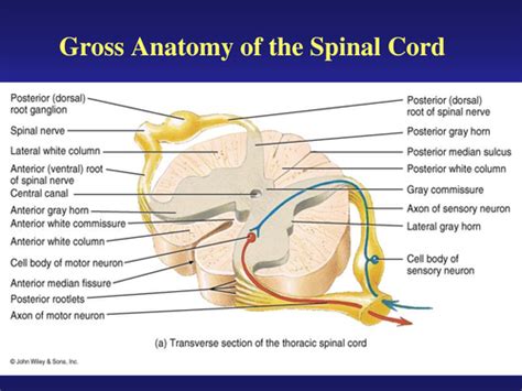 Spinal Cord Flashcards Quizlet