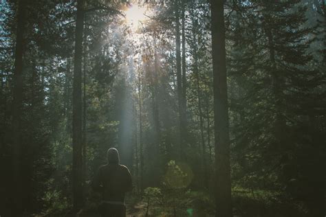 Free Images Man Tree Nature Wilderness Branch Person Light Fog