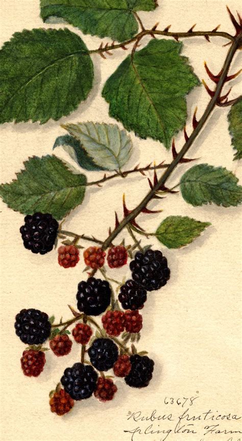 Solve P Blackberries Jigsaw Puzzle Online With Pieces