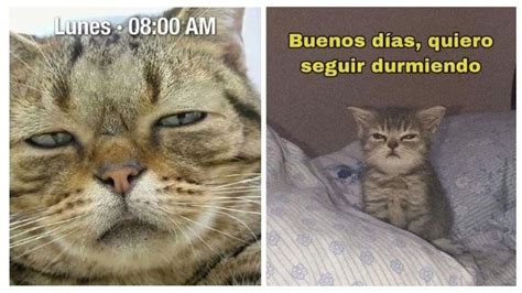 6 MEMES De Gatos Para Empezar El Lunes Con Toda La Actitud Petlife