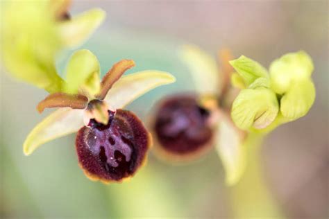 Spider Orchid Photos Stock Photos, Pictures & Royalty-Free Images - iStock