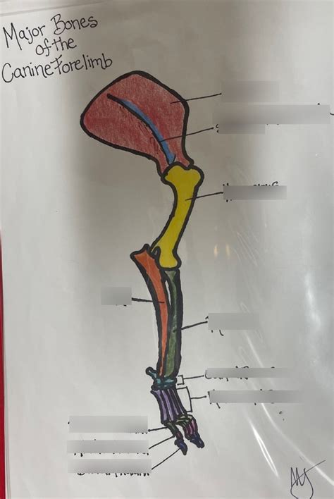 Major Bones Of The Canine Forelimb Diagram Quizlet