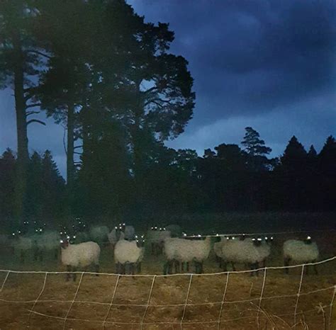 Sheep At Night Look Terrifying