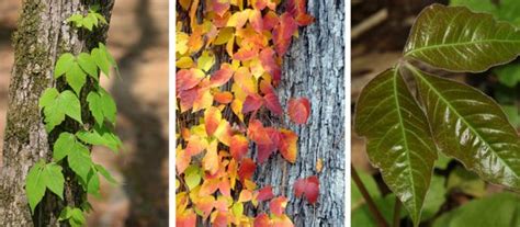 How To Identify Poison Oak Poison Ivy And Poison Sumac Plants Artofit