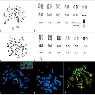 PDF A ZZ ZW Sex Chromosome System In The Thick Tailed Gecko Underwoodisaurus Milii