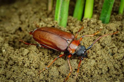 14 Cool Amazon Rainforest Insects • I Heart Brazil