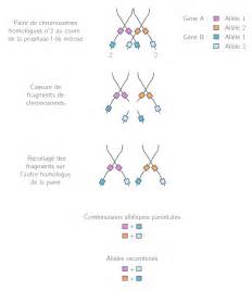 Le Brassage Génétique Par La Méiose Et La Fécondation Cours Sciences De La Vie Et De La Terre