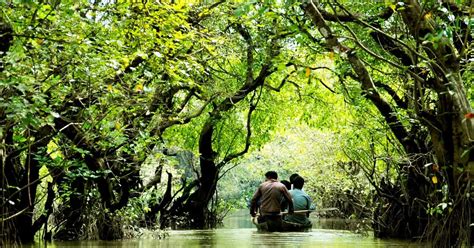 You Must Know About Ratargul Swamp Forest Tour