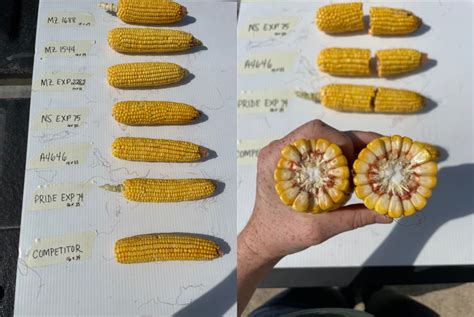 2022 Corn Trial Data Pitura Seeds