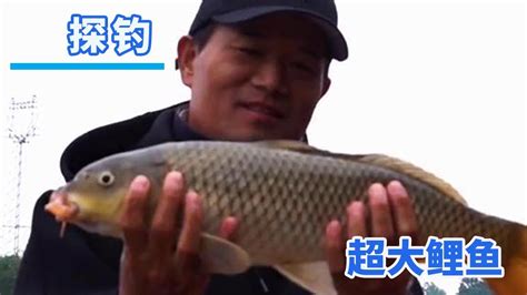 【鄧剛釣魚】溫度驟降，魚不好釣？大鯉魚狂拉不斷！ 【天元鄧剛】 Youtube