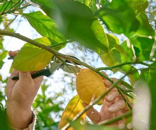 Citrus tree care and growing guide: tips for tasty fruits | Homes & Gardens