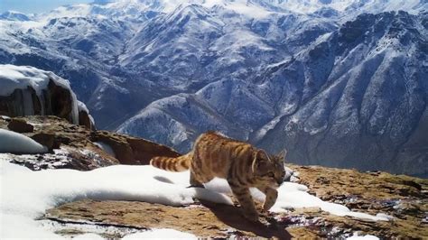 Gato De Los Andes El Felino De Las Cumbres Que Est En Peligro De