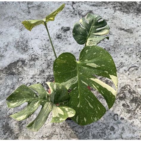 Jual PROMO Bibit Bonggol Monstera Thai Monthai Variegata Terbaik