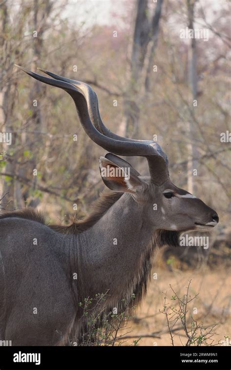 Greater Kudu Are A Very Large Antelope Some Of The Mature Males Having