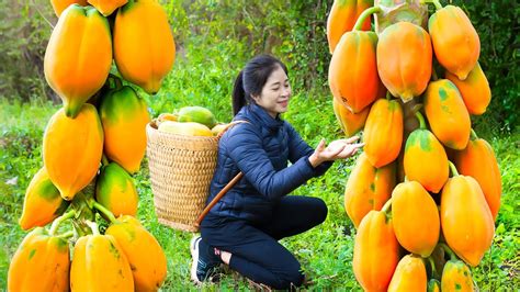 How To Harvest Papaya Goes To Market Sell Harvesting And Cooking