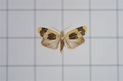 Garudinia (Garudinia) - Picture Insect