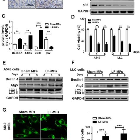 Lf Mfs Inhibit Tumor Growth In Llc Mice Model Mice N Each