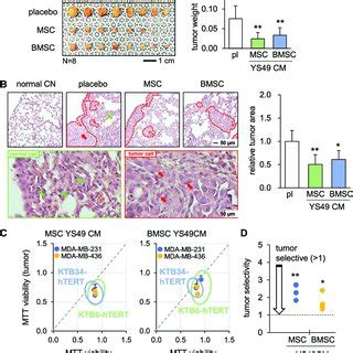 Suppression Of Primary Tumors And Lung Metastasis In Nsg Female Mice By