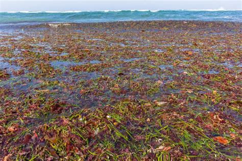 Ocean Seaweed Marine Plants Shoreline Stock Image - Image of textures ...