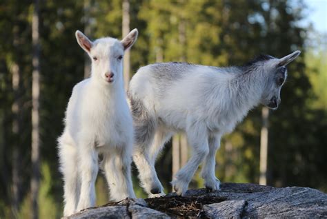 Cabras Crian A Animais Foto Gratuita No Pixabay Pixabay