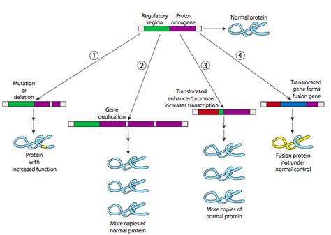 16 4 Oncogenes LibreTexts Español