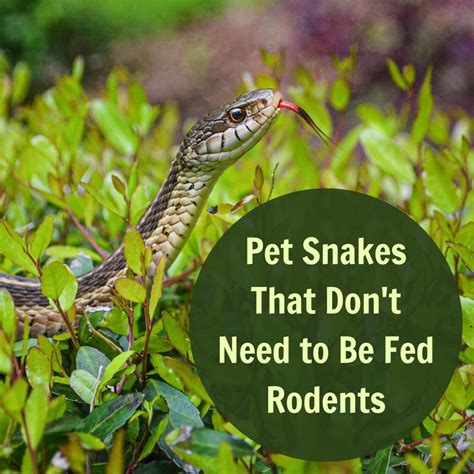 Green Snake Food - Pet Food Guide