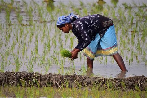 How Can Rice Production Become More Sustainable Investment Monitor