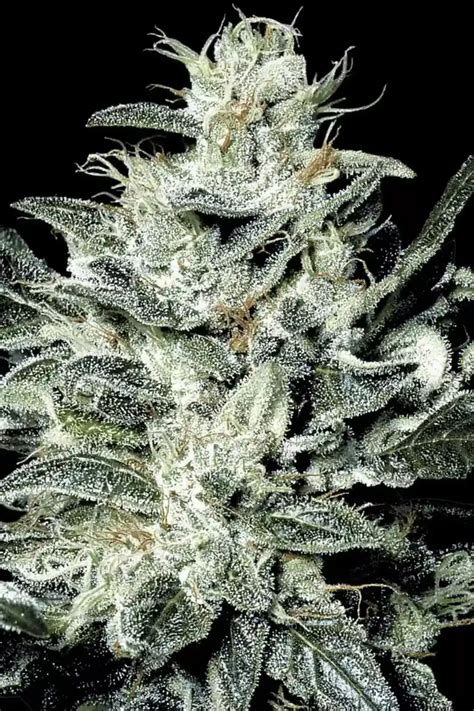 Cannabis Seeds Sensi Star 🥇 Paradise Seeds