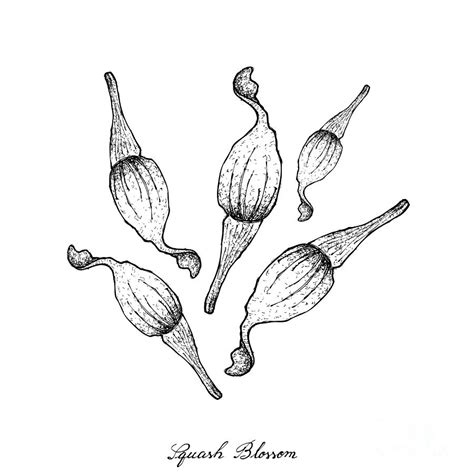 Hand Drawn Of Squash Blossoms On White Background Drawing By Iam Nee