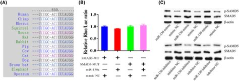 Mir A Promotes Immature Porcine Sertoli Cell Growth By Activating