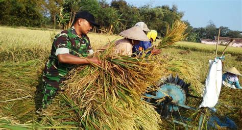 Babinsa Koramil Jekulo Bantu Petani Panen Padi KODIM 0722 KUDUS