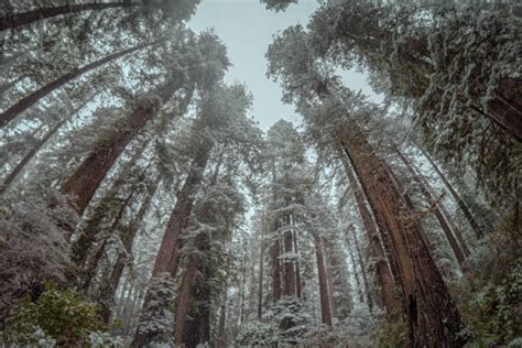 red wood snow stock  pictures royalty  images istock