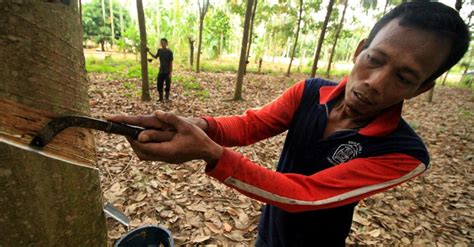 Nasib Petani Karet Harga Anjlok Beralih Profesi Hingga Jual Lahan