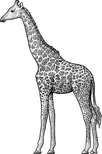 Giraffe Hooves Illustrations, Royalty-Free Vector Graphics & Clip Art - iStock