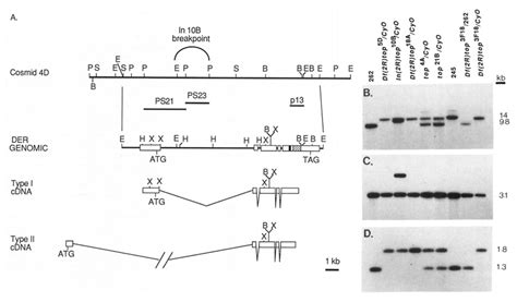 Southern Hybridization Analysis Of Chromosomal Aberrations In The