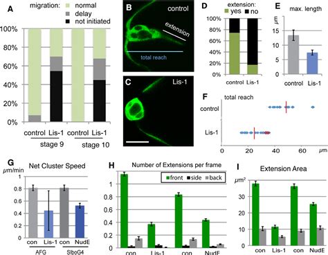 Pdf Microtubules And Lis Nude Dynein Regulate Invasive Cell On Cell